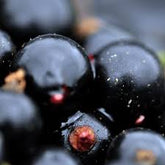 Coacăz Negru / Ribes nigrum Ben Nevis / by gradina-noastra