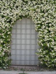 Iasomie stelata mix 0.40 - 0.50 m / Trachelospermum jasminoides / by gradina-noastra