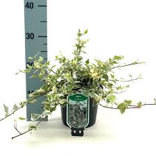Iedera pitica "Little Diamond" / Hedera helix "Little Diamond" - Gradina Noastra