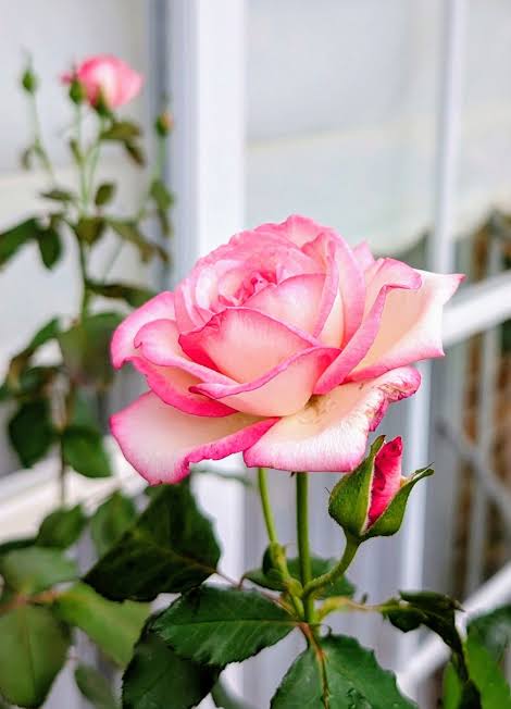 Trandafir floribunda "Laminuette"/ Rosa floribunda "Laminuette"/