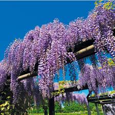 Glicina chinezească "Black Dragon" 2.00 m / Wisteria chinensis "Black Dragon"/ by gradina-noastra