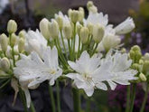 Agapanthus "Double Diamond" ® 0.10 - 0.20 m by Gradina Noastra