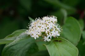 Sanger "Kelseyi" 0.20 - 0.45 m / Cornus sericea "Kelseyi"/ by gradina-noastra