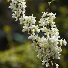 Arborele Iudei "Shirobana" tufa 1.50 - 1.70 m / Cercis chinensis "Shirobana" / by gradina-noastra