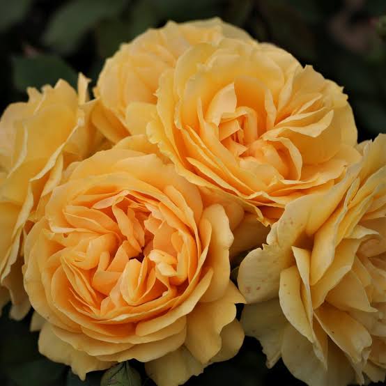 Trandafir floribunda "Absolutely Fabulous"/ Rosa floribunda "Absolutely Fabulous"/