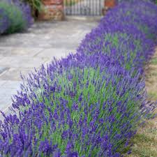 Lavanda Englezeasca "Hidicote" - / Lavanda angustifolia "Hidicote"/ by gradina-noastra