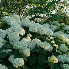 Hortensia "Strong Annabelle" 0.20 - 0.30 m / Hydrangea arborescens "Strong Annabelle"/ by gradina-noastra