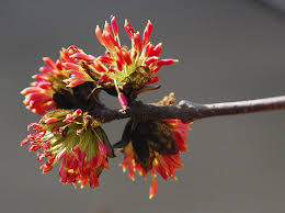 Arborele de Fier Persan 3.00 - 4.00 m / Parrotia persica / by gradina-noastra