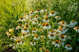 Echinacea purpurea &