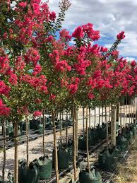 Liliac Indian "Durant Red" arbore 2.50 - 3.00 m / Lagerstroemia Indica "Durant Red"/ - Gradina Noastra