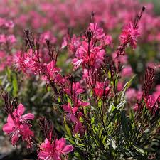 Gaura lindheimeri "Gaudi Red" by Gradina Noastra