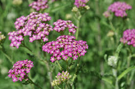 Achillea millefolium "Lilac Beauty" 0.10 - 0.20 m by Gradina Noastra