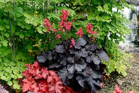 Heuchera "Black Beauty" 0.10 - 0.20 m by gradina-noastra