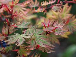 Artar japonez "Higasayama" 1.20 - 1.50 m / Acer palmatum "Higasayama"/ by gradina-noastra