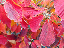 Nucul vrajitoarelor "Arnold Promise" / Hamamelis x intermedia"Arnold Promise"/