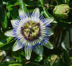 Floarea pasiunii 0.60 m / Passiflora mix / by gradina-noastra
