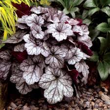 Heuchera "Glitter" 0.10 - 0.20 m by gradina-noastra