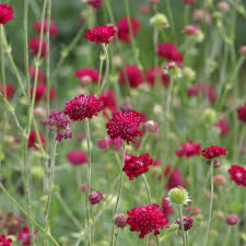 Knautia macedonica "Red Knight" by Gradina Noastra