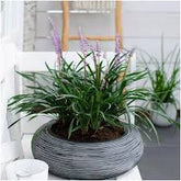 Liriope muscari "Ingwersen" by gradina-noastra