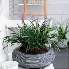 Liriope muscari "Ingwersen" by gradina-noastra
