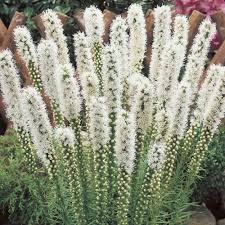 Liatris spicata "Alba" by Gradina Noastra