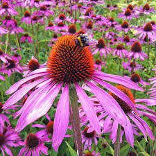 Echinacea purp. "Purple Emperor" 0.20 - 0.40 m by gradina-noastra