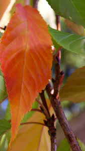 Cires japonez "Amanogawa" 2.00 - 2.50 m / Prunus serrulata "Amanogawa" / by gradina-noastra