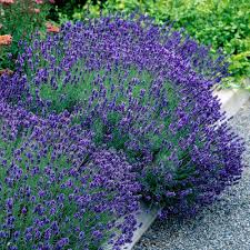 Lavanda Englezeasca "Hidicote" - / Lavanda angustifolia "Hidicote"/ by gradina-noastra