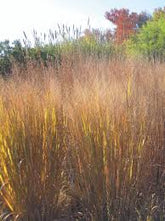 Panicum virgatum "North Wind" 0.20 - 0.30 m by gradina-noastra