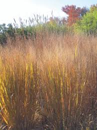 Panicum virgatum "North Wind" 0.20 - 0.30 m by gradina-noastra