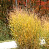 Panicum virgatum "North Wind" 0.20 - 0.30 m by gradina-noastra