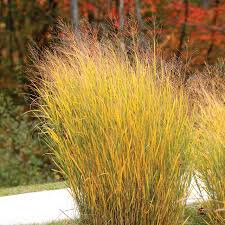 Panicum virgatum "North Wind" 0.20 - 0.30 m by gradina-noastra