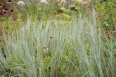 Schizachyrium scoparium "Ha Ha Tonka" 0.20 - 0.30 m by gradina-noastra