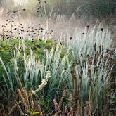 Schizachyrium scoparium "Ha Ha Tonka" 0.20 - 0.30 m by gradina-noastra