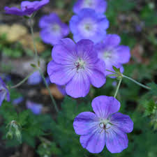 Geranium "Brookside" by Gradina Noastra