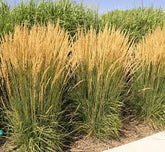 Calamagrostis acutiflora "Karl Foerster" 0.20 - 0.30 m by gradina-noastra