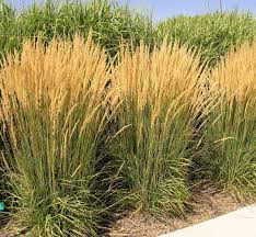 Calamagrostis acutiflora "Karl Foerster" 0.20 - 0.30 m by gradina-noastra