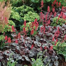 Heuchera "Hollywood" 0.10 - 0.20 m by gradina-noastra