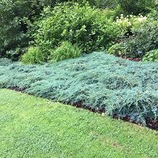 Ienupar "Blue Carpet" / Juniperus squamata "Blue Carpet" oferă un decor elegant grădinii tale, creând un colț verde.