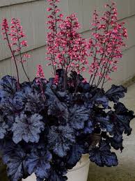 Heuchera "Black Taffeta" 0.10 - 0.20 m by gradina-noastra