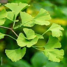 Arborele pagodelor "Eiffel" 1.50 - 1.75 m / Ginko biloba "Eiffel" / by gradina-noastra