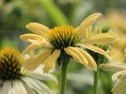 Echinacea purpurea &
