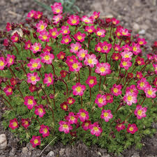 Saxifraga arendsii "Carpet Pink" by Gradina Noastra