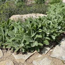 Stachys byzantina 0.10 - 0.20 m - Gradina Noastra