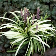 Liriope muscari "Okina" by gradina-noastra