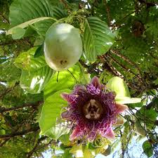 Floarea pasiunii 0.60 m / Passiflora mix / by gradina-noastra