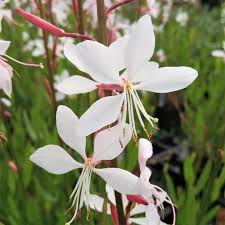Gaura lindheimeri "Whirling Butterflies" by Gradina Noastra