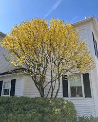 Nucul vrajitoarelor "Arnold Promise" 0.80 - 1.20 m / Hamamelis x intermedia"Arnold Promise"/