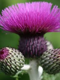 Cirsium rivulare "Trevor&