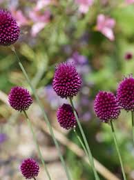 Allium sphaerocephalon by Gradina Noastra
